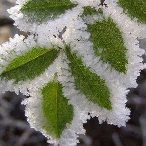 Meet your Posher, Dimple